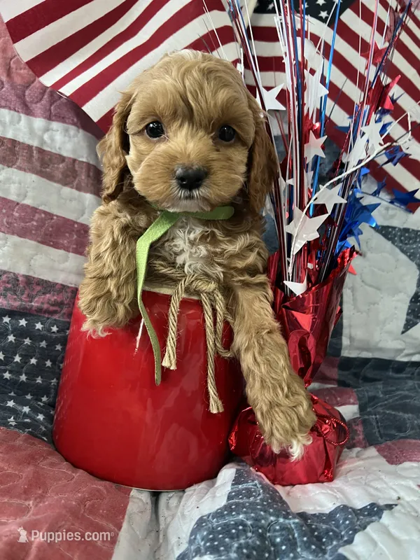 Pickles – Cockapoo puppy for sale in Roseville, CA