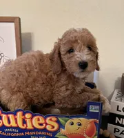 Ruby, a female Poodle - Miniature  for sale in Roseville, CA – Photo 5 of 5