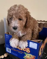 Ruby, a female Poodle - Miniature  for sale in Roseville, CA – Photo 2 of 5