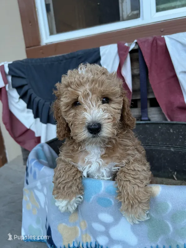 Ruby – Poodle - Miniature  puppy for sale in Roseville, CA