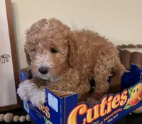 Ruby, a female Poodle - Miniature  for sale in Roseville, CA – Photo 3 of 5