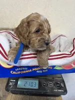 Blue boy, a male Cockapoo for sale in Roseville, CA – 4 of 4