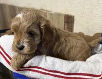 Black boy, a male Cockapoo for sale in Roseville, CA – 4 of 5