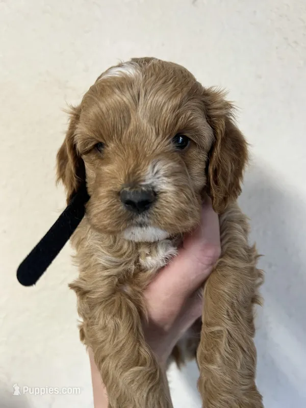 Black boy – Cockapoo puppy for sale in Roseville, CA
