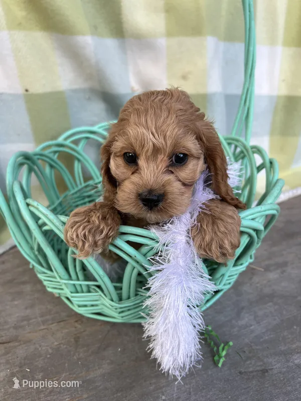 Precious Pink – Cockapoo puppy for sale in Roseville, CA