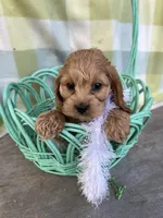 Precious Pink, a female Cockapoo for sale in Roseville, CA – Photo 1 of 4