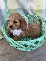 Precious Pink, a female Cockapoo for sale in Roseville, CA – Photo 3 of 4