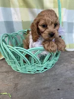 Precious Pink, a female Cockapoo for sale in Roseville, CA – Photo 4 of 4