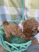 Precious Pink, a female Cockapoo for sale in Roseville, CA – Photo 2 of 4