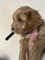 Black boy, a male Cockapoo for sale in Roseville, CA – 3 of 5