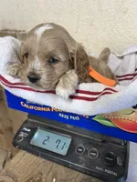 Crackers, a male Cockapoo for sale in Roseville, CA – 2 of 5