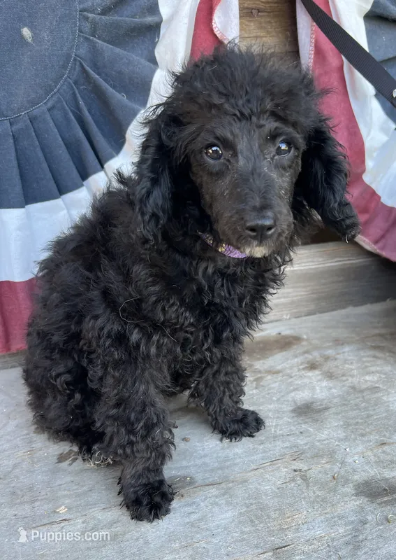 Minnie  – Poodle - Miniature  puppy for sale in Roseville, CA