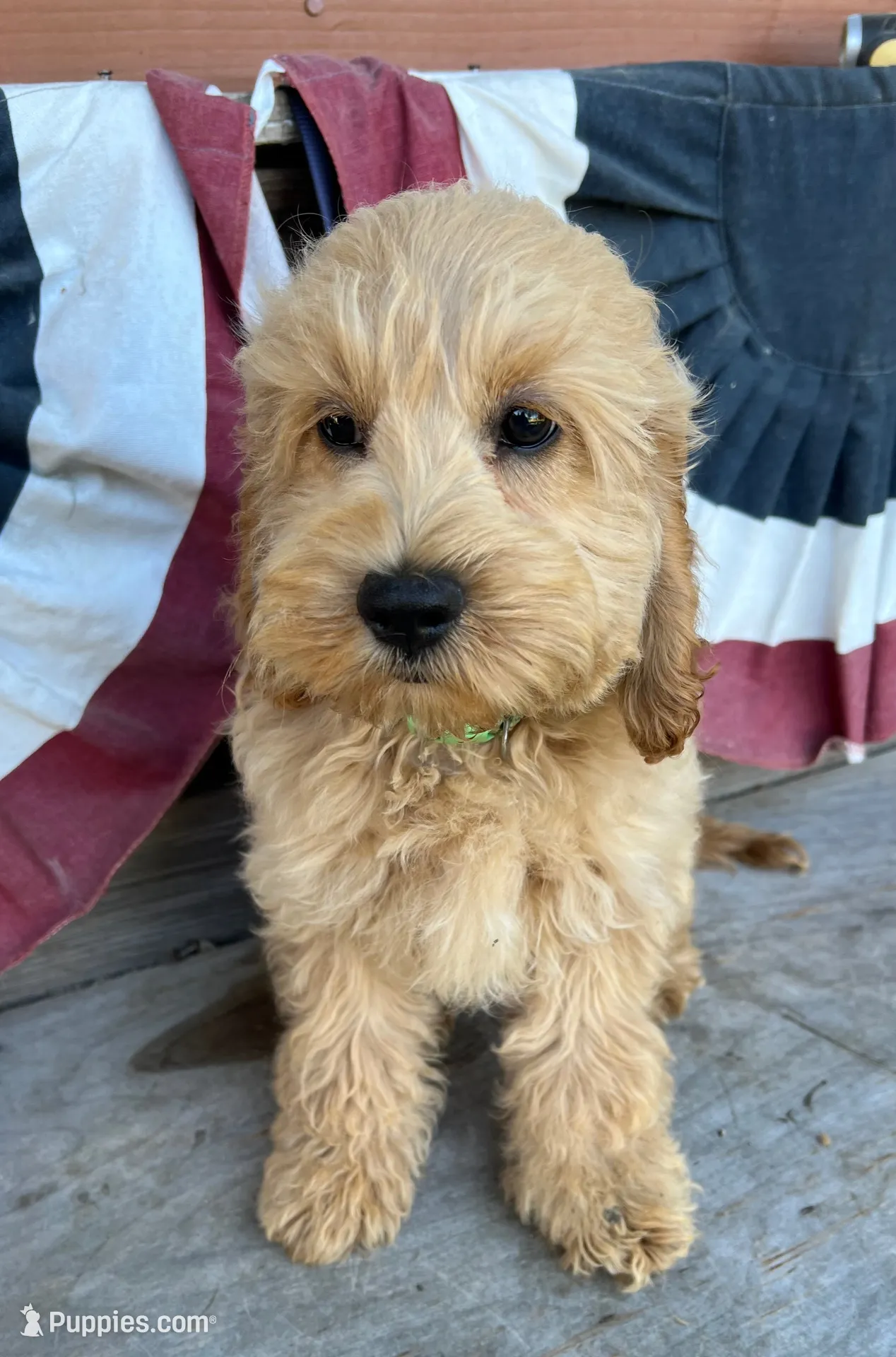 Nugget, a male Cockapoo for sale in Roseville, CA – 1 of 8