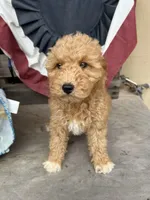 Rex, a female Poodle - Miniature  for sale in Roseville, CA – Photo 4 of 9