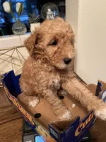 Rover, a female Poodle - Miniature  for sale in Roseville, CA – Photo 3 of 5