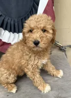 Rex, a female Poodle - Miniature  for sale in Roseville, CA – Photo 2 of 9