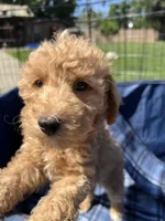 Rex, a female Poodle - Miniature  for sale in Roseville, CA – Photo 9 of 9