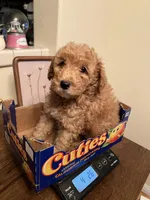 Rover, a female Poodle - Miniature  for sale in Roseville, CA – Photo 5 of 5