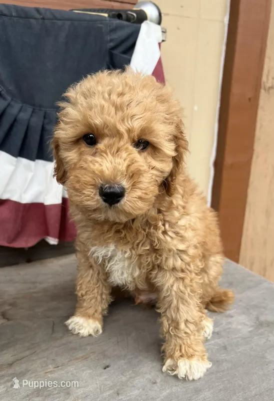 Rex – Poodle - Miniature  puppy for sale in Roseville, CA