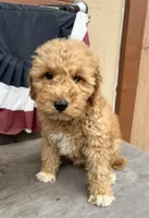 Rex, a female Poodle - Miniature  for sale in Roseville, CA – Photo 1 of 9