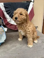 Rex, a female Poodle - Miniature  for sale in Roseville, CA – Photo 5 of 9