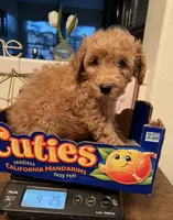 Rover, a female Poodle - Miniature  for sale in Roseville, CA – Photo 2 of 5