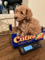 Rover, a female Poodle - Miniature  for sale in Roseville, CA – Photo 4 of 5