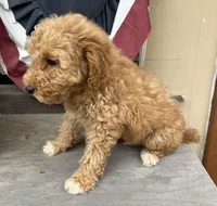 Rex, a female Poodle - Miniature  for sale in Roseville, CA – Photo 3 of 9