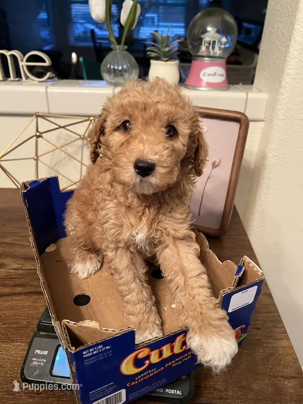 Rover – Poodle - Miniature  puppy for sale in Roseville, CA
