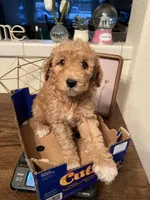 Rover, a female Poodle - Miniature  for sale in Roseville, CA – Photo 1 of 5