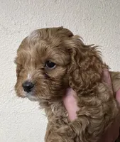 Waffles, a male Cockapoo for sale in Roseville, CA – 4 of 5