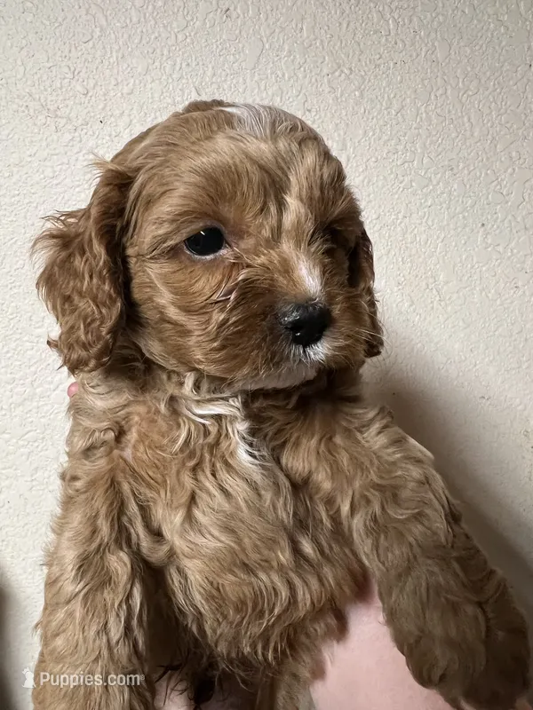 Waffles – Cockapoo puppy for sale in Roseville, CA