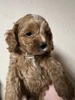 Waffles, a male Cockapoo for sale in Roseville, CA – 1 of 5