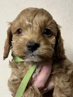 Pickles, a male Cockapoo for sale in Roseville, CA – 2 of 5