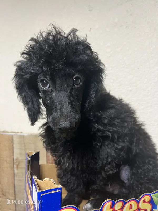 Scottie – Poodle - Miniature  puppy for sale in Roseville, CA