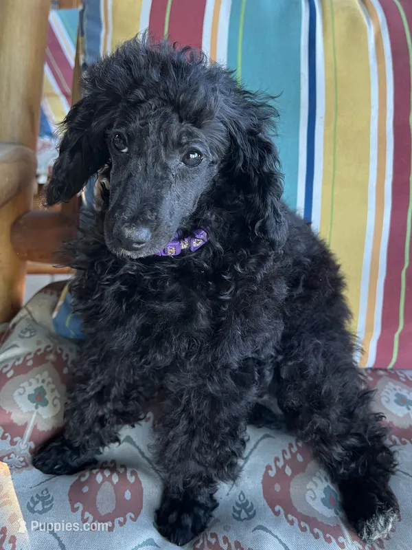 Minnie  – Poodle - Miniature  puppy for sale in Roseville, CA