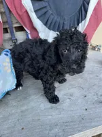 Scottie, a male Poodle - Miniature  for sale in Roseville, CA – 6 of 6