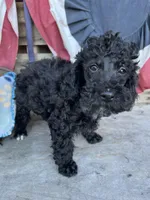 Scottie, a male Poodle - Miniature  for sale in Roseville, CA – 5 of 6