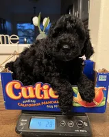 Leo, a male Poodle - Miniature  for sale in Roseville, CA – Photo 2 of 4