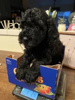 Leo, a male Poodle - Miniature  for sale in Roseville, CA – Photo 4 of 4