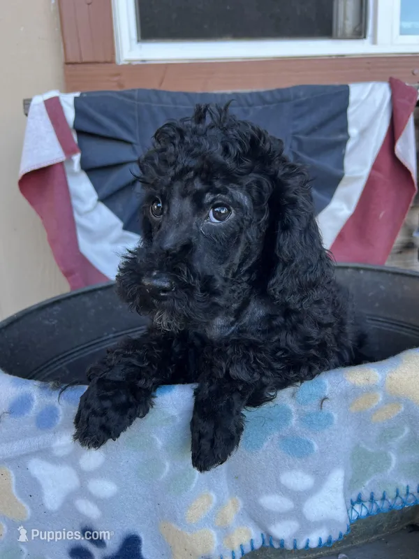 Leo – Poodle - Miniature  puppy for sale in Roseville, CA