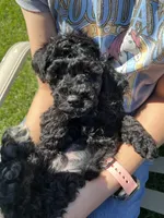 Scottie, a male Poodle - Miniature  for sale in Roseville, CA – 3 of 6