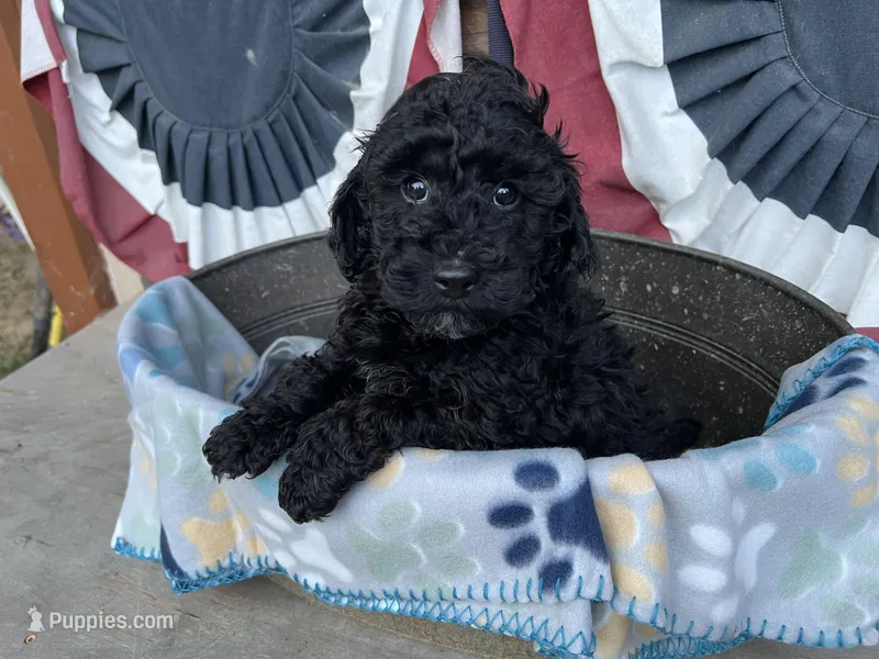 Leo – Poodle - Miniature  puppy for sale in Roseville, CA