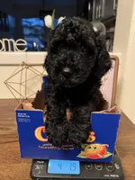 Leo, a male Poodle - Miniature  for sale in Roseville, CA – Photo 3 of 4