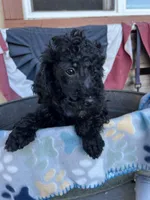 Scottie, a male Poodle - Miniature  for sale in Roseville, CA – 4 of 6