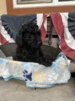 Scottie, a male Poodle - Miniature  for sale in Roseville, CA – 2 of 6