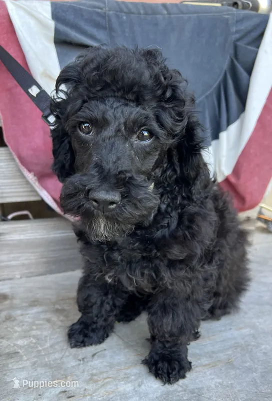 Scottie – Poodle - Miniature  puppy for sale in Roseville, CA