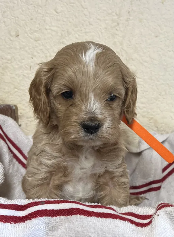 Crackers – Cockapoo puppy for sale in Roseville, CA