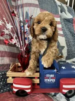 Teddy bear, a male Cockapoo for sale in Roseville, CA – 2 of 7