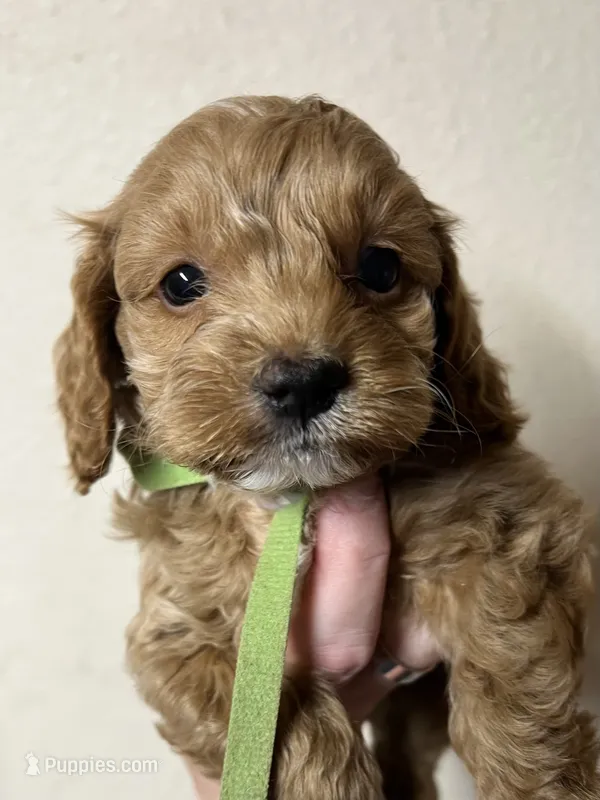 Pickles – Cockapoo puppy for sale in Roseville, CA